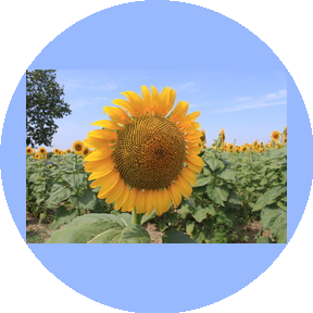 Доллежаль Н.Н.