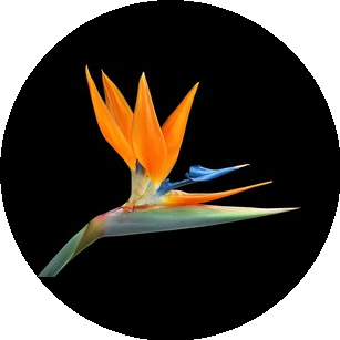 Мачинин Андрей Александрович