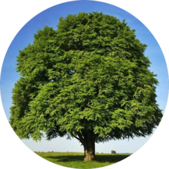 KULBAYEV DISTRIBUTOR