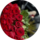 N.L flowers (�� ���������� ��������� �����������)