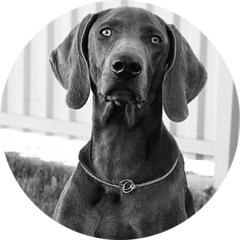 Груминг студия Вальтер