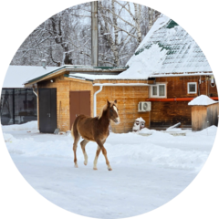 КФХ Лесная Усадьба