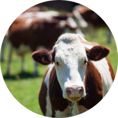 ЭНРИТ ФЕРМА