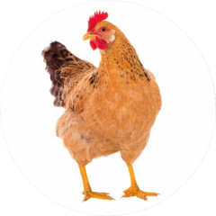 Птицефабрика Преображенская