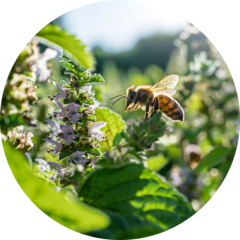 Омаров Адам Курбанович