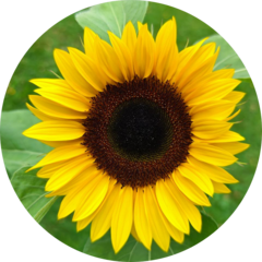 Агрокомплекс Два весёлых гуся