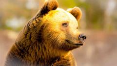 Золотой Медведь