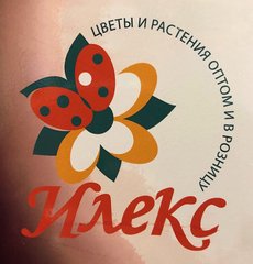 Илекс