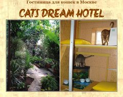 Cats Dream Hotel