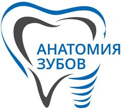 Стоматология Анатомия зубов