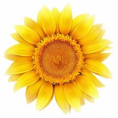 Цветы на ул. Киевской, 5