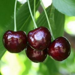 Марисабель