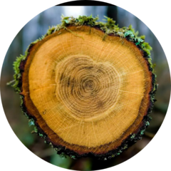 Real Wood, столярные работы