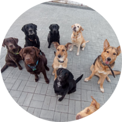 ДогДом (Пащенко Оксана Алексеевна)