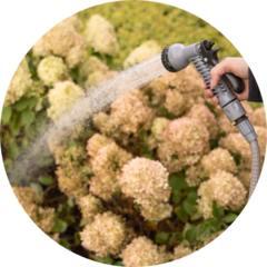 Шелест Ирина Сергеевна