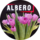   Albero