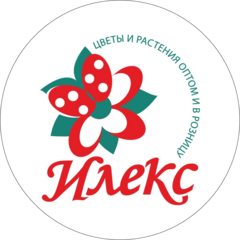 Илекс