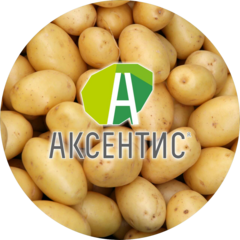 Аксентис