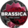 Brassica