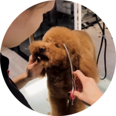 Зизевских Ангелина Дмитриевна