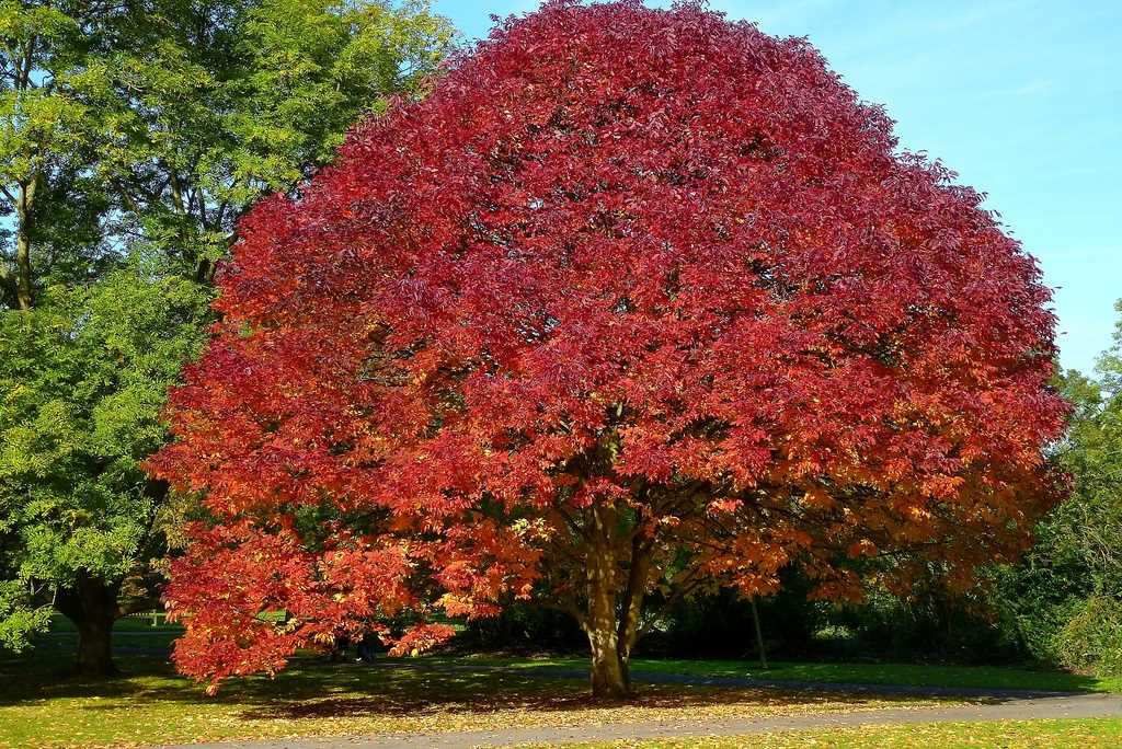 Ясень. Ясень американский (Fraxinus Americana). Ясень обыкновенный осень. Ясень обыкновенный осенью. Ясень в России.