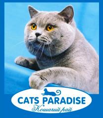 Cats Paradise